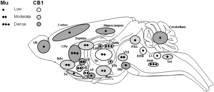Schematic representation of the distribution of mu opioid and CB1 cannabinoid receptors in the central nervous system. CB1 receptor distribution over the whole central nervous system is indicated by circle shapes with low (white), moderate (gray) and high (dark gray) expression. Major localization of CB1 receptor (mRNA and protein) is in cortical areas, amygdala, striatum, and cerebellum. Moderate and low expression levels are observed in thalamic, hypothalamic, and brainstem regions. Interestingly, the mu opioid receptor is also expressed in these CB1 expressing brain areas but at various levels, indicated by diamonds for low (one), moderate (two), and high (three) expression levels (adapted from Mackie, 2005; Erbs et al., 2014 and references therein). Amb, ambiguous nucleus; BLA, basolateral amygdala; CeA, central amygdala; CPu, caudate putamen; DB, diagonal band; DRN, dorsal raphe nucleus; GP, globus pallidus; Hyp, hypothalamus; LC, locus coeruleus; LHb, lateral habenular nucleus; mHb, medial habenular nucleus; NAc, nucleus accumbens; OB, olfactory bulb; PAG, periaqueductal gray; SNr, substantia nigra pars reticulate; Sol, nucleus of the solitary tract; STh, subthalamic nucleus (ventral thalamus); Th, dorsal thalamus; Tu, olfactory tubercle; VTA, ventral tegmental area.