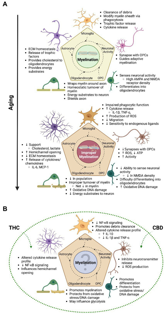 The transitional relationship between myelination and aging and the possible therapeutic advantage of cannabinoids | As emphasized throughout this review, the process of myelination is an intricate undertaking that involves all glial cells in the brain and is mainly driven by experience induced neuronal activity in adulthood and during aging. (A) The top panel of this figure shows some of the general contributions glial cells and neurons make to the overall process of myelination. With increasing age, a switch in cell state takes place in glial cells and neurons, ultimately leading to improper myelination and impairments in cognition. (B) The bottom panel showcases some of the benefits that cannabis (mainly focusing on THC and CBD) can have on myelination, as found in animal studies; with the majority looking at younger time points. Although evidence suggests improved myelination and cognition from cannabis use in aging animals, the paucity of studies focusing on this time point translates to relatively unknown overall effects of cannabis on myelination. This question mark indicates that topic, which is in need of increased research. Not only will this help fill in the gap of knowledge as to how cannabis impacts myelination across the lifespan, but will also better inform researchers on the effects of the endocannabinoid system on the aged brain. With this understanding, we are also better able to inform the public and health authorities on the impact cannabis use has on the senior population, who at the moment show increasing levels of consumption. Created with BioRender.com.