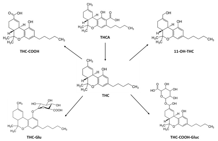 Chemical structures of Δ9-tetrahydrocannabinol (THC), its acidic precursor, and its metabolites.