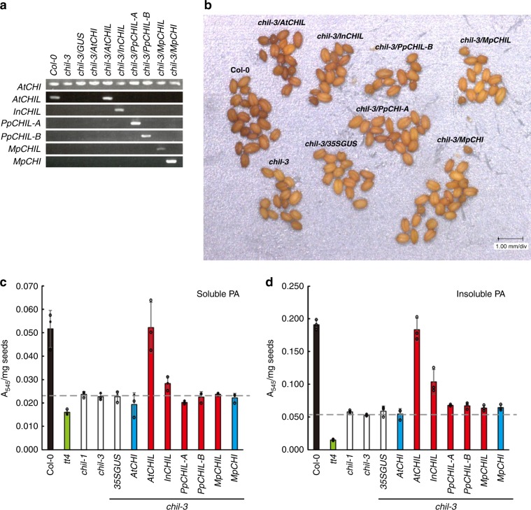 Complementation of in vivo CHIL function by heterologous CHILs in an A. thaliana chil mutant.a RT-PCR analyses of the wild type (Col-0), the chil-3 mutant, and the complemented chil-3 mutants of A. thaliana for expression of the CHIL gene. b Seed phenotypes of Col-0, the chil-3 mutant, and the complemented chil-3 mutants. c Contents of soluble proanthocyanidins in mature seeds of Col-0 (black bar), the CHS mutant (tt4, green bar), the CHIL mutants (chil-1 and chil-3; white bars), and the complemented chil-3 mutants of A. thaliana with the CHIL gene (red bars), the CHI gene (light-blue bars) or the empty vector with 35SGUS (white bar). d Contents of insoluble proanthocyanidins in mature seeds of the A. thaliana lines shown in (c). Data are presented as the average of three independent determinations ( ± standard deviation). The source data of the proanthocyanidin detrminations in (c) and (d) are provided in the Source Data file.