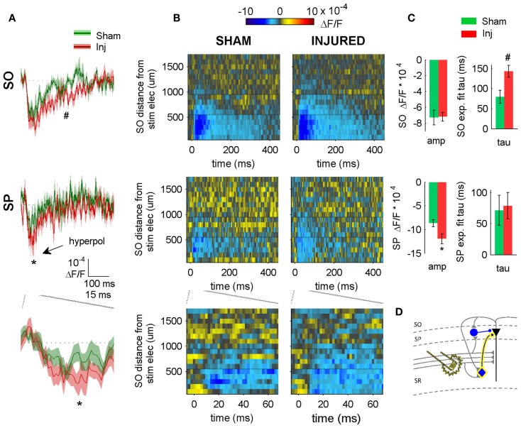 SR-evoked hyperpolarization increase in SP and SO persists when excitatory synaptic transmission is blocked. (A) Sham and injured group average VSD traces in SP and SO in response to SR-stimulation in solution containing APV and CNQX to block excitatory synaptic transmission. Note, SR-evoked hyperpolarization increases in SP and SO after injury. (B) Raster representation of VSD signal shows spatiotemporal extent of hyperpolarization increase. Persistence of hyperpolarization increase when excitatory synaptic transmission is blocked indicates that glutamatergic activation of interneurons does not contribute to the post-injury increase in hyperpolarization. Horizontal dotted lines indicate raster region corresponding to multi-segment analysis region (segments 6–9). (C) Group statistics indicating significant differences in hyperpolarization amplitude and duration (latter measured as exponential fit time constant over falling phase of response, beginning at 40 ms). (D) Schematic showing direct activation of CCK basket cell (yellow highlight around cell body and axon) by SR stimulation in APV and CNQX. Same legend as in Figure 1. Stimulus: 300 μA. Sham n = 11, injured n = 11. SO, stratum oriens; SP, stratum pyramidale; Inj, Injured; amp, amplitude.