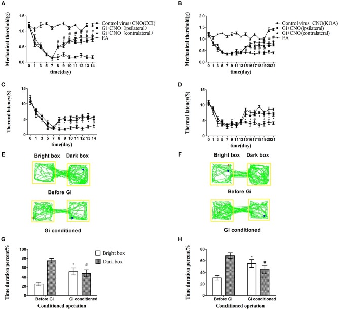 Chemogenetic inhibition of GABAergic neurons in the vlPAG replicated the effects of EA. (A,B) Time course of tactile threshold in response to von Frey filaments. (C,D) The noxious heat stimulus (53°C) caused a change in the thermal thresholds. Tactile (A) and thermal (C) withdrawal thresholds changes in CCI mice after chemogenetic inhibition. Changes in tactile (B) and thermal (D) withdrawal thresholds of KOA mice caused by chemogenetic inhibition. Motion map of chemogenetic inhibition of conditioning in the CPP test with CCI (E) and KOA mice (F). G,H are summary values of motion trajectories. Virus was injected 21 days before the behavior test. CNO (1 mg/kg) was administered once a day starting from the 8th to the 14th day in the CCI model and starting from the 15th to the 21st day in the KOA model. EA (1 mA and 0.1 ms) at 2 Hz was administered for 30 min. Once a day starting from the 8th to the 14th day in the CCI model and starting from the 15th to the 21st day in the KOA model, all behavior tests were completed 2 h after CNO administration. Control groups consisted of CCI or KOA mice injected with control virus and CNO but without EA treatment. Data are expressed as means ± SEM (n = 12 in each group). In A–D, *p < 0.05, compared with control group; #p < 0.05, compared with the model group; in G,H,*p < 0.05, compared with the bright box time duration percent before chemogenetic inhibition; #p < 0.05, compared with the dark box time duration percent before chemogenetic inhibition.