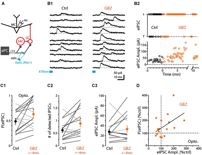 Evidence for dSAC-mediated disinhibition of Mitral cells (MCs). (A) Schematic illustrating protocol for measuring disynaptic (CFF axon-to-GC-to MC) IPSCs in MCs. CFF stimulation was always conducted optogenetically in slices obtained from ntsr1-ChR2-YFP mice. IPSCs were recorded at depolarized holding potentials (0 mV or −45 mV). (B1) Consecutive current traces recorded in a MC at 0 mV. Under control conditions (left), disynaptic IPSCs were only occasionally observed, but a low concentration of gabazine (0.5 μM GBZ) enhanced the probability of the IPSCs. Light-stimulation was conducted by focusing the 40× objective in the GCL, 280 μm from the MCL. (B2) Time plots for the experiment in (B1), showing increases in the success-rate of light-evoked IPSCs due to low GBZ (top) and increased amplitude of the IPSCs (bottom). Each data point reflects one trial. (C) Summary of low GBZ effects on the probability of evoking an IPSC (C1), the number of evoked IPSCs (C2), and the amplitude of the IPSCs (C3). Plots reflect recordings from 16 MCs (averages of 24 trials per cell). MCs in which low GBZ increased the IPSC probability are shown with black lines in all plots; other MCs shown with light gray lines. *in (C1) p = 0.040, paired t-test, n = 16; *in (C2) p < 0.05, paired t-test, n = 16. (D) Low GBZ-effects on the probability of evoking an IPSC plotted as a function of the effect on IPSC amplitude. Line: linear regression fit, R2 = 0.23, p = 0.06.