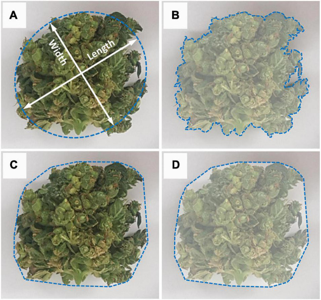 Measurement methodology for image analysis of the inflorescence’s morphological parameters. (A) Measurement of inflorescence length (major axis) and width (minor axis). Major axis defined as the longest line that can be drawn across the inflorescence and width defined as the longest line that can be drawn through the object while maintaining a perpendicular intersection with the major axis, (B) Inflorescence area is defined as the area enclosed within the object perimeter, (C) Convex perimeter (Hull Perimeter) measures the surrounding perimeter that contains the inflorescence object, (D) Convex hull is the area enclosed within the inflorescence’s convex perimeter.