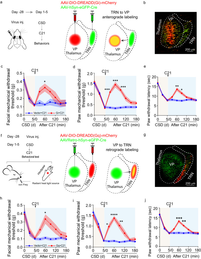 The TRN to VP projection is critical for CSD-induced hyperalgesia.a–e Chemogenetic inhibition of VP neurons receiving inputs from the TRN alleviated CSD-induced hyperalgesia. AAV1-hSyn-eGFP-Cre was injected into the TRN. AAV-hSyn-DIO-Gi DREADD-mCherry (n = 8 mice) or AAV-hSyn-DIO-mCherry vector control (n = 8 mice) was injected into the VP. All mice were subjected to CSD sessions, and C21 was administered at the end of the 5th CSD session. Behavioral testing was performed at the indicated time points. a Diagram of the virus targeting strategy. b A representative virus expression picture for the TRN and VP regions. Green: GFP; red: mCherry. The facial mechanical withdrawal threshold (vector+C21 vs Gi+C21 at 60 min p = 0.0287) c hindpaw mechanical withdrawal threshold (vector+C21 vs Gi+C21 at 30 min p = 0.0004, 60 min p = 0.0002, 90 min p = 0.0002) d and hindpaw thermal withdrawal latency (vector+C21 vs Gi+C21 at 60 min p = 0.002, 90 min p = 0.0273) e of mice that received Gi DREADD and vector control were examined at the indicated time points. f–j Chemogenetic activation of the TRN neuron that were retrogradely targeted from the VP alleviated CSD-induced pain sensitivity. f AAVretro-hSyn-eGFP-Cre was injected into the VP. AAV-hSyn-DIO-Gq DREADD-mCherry (n = 8) or the control AAV-hSyn-DIO-mCherry vector (n = 8 mice) was injected into the TRN. g A representative virus expression picture for the TRN and VP regions. Green: GFP; red: mCherry. All mice were subjected to CSD sessions, and C21 was administered at the end of the 5th CSD session. Behavioral testing was performed at the indicated time points. The facial mechanical withdrawal threshold (vector+C21 vs Gq+C21 at 60 min p = 0.0448) h hindpaw mechanical withdrawal threshold (vector+C21 vs Gq+C21 at 30 min p = 0.0121, 60 min p < 0.0001, 90 min p = 0.0095) i and hindpaw thermal withdrawal latency (vector+C21 vs Gq+C21 at 60 min p = 0.0009, 90 min p = 0.0046) j of mice that received Gq DREADD and vector control were shown. Two-way ANOVA followed by Bonferroni’s multiple comparisons test was used. Data are presented as mean ± SEM, *p < 0.05, **p < 0.01, ***p < 0.001, ****p < 0.0001 at the indicated time points. Experiments of b and g were repeated independently three times with similar results. Source data are provided as a Source Data file. VP ventroposterior thalamus.