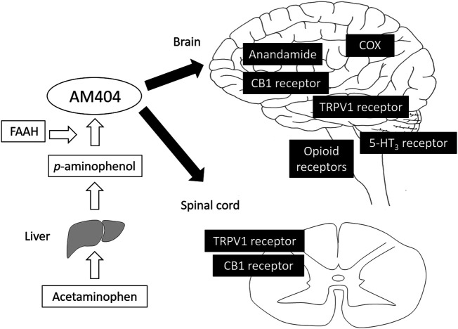 Analgesic mechanism of acetaminophen. Acetaminophen is metabolized to p-aminophenol, which easily crosses the blood-brain barrier and is converted to AM404 by FAAH. AM404 mainly acts on both the brain and spinal cord via COX, anandamide, CB1, TRPV1, opioid, and 5-HT3 receptors. AM404, N-acylphenolamine; FAAH, fatty acid amide hydrolase; COX, cyclooxygenase; CB1, cannabinoid 1; TRPV1, transient receptor potential vanilloid 1.