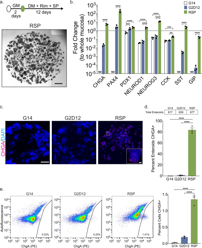 Differentiation with small molecules rimonabant and SP600125 induces CHGA expression.a Representative light microscopy of enteroids (whole well) grown in growth media for 2 days followed by 12 days in differentiation media with rimonabant and SP600125 (RSP). Culture schematic located above panel. Scale bar = 1 mm. b qPCR analysis of enteroendocrine markers of enteroids grown in G14, G2D12 or RSP compared to duodenal whole mucosa and normalized to 18S. Dotted line denotes expression level in whole duodenal mucosa. Representative experiment showing n = 3 wells from each condition from a single enteroid line. CHGA = chromogranin A, PAX4 = paired box 4, PDX1 = pancreatic and duodenal homeobox 1, NEUROD1 = neuronal differentiation 1, NEUROG3 = neurogenin 3, CCK = cholecystokinin, SST = somatostatin, GIP = glucose-dependent insulinotropic peptide, ND = not detectable in one or more samples. **p = 0.0025; ***p = 0.0009 (PDX1), 0.0003 (CCK); ****p < 0.0001. c Representative immunofluorescence staining of CHGA (magenta) in enteroids (whole well) treated with G14, G2D12 and RSP. Boxed portion magnified in lower right corner. Nuclei (4′,6-diamidino-2-phenylindole (DAPI), blue). Scale bars = 1 mm and 50 µm (boxed portion). d Percentage of enteroids with positive CHGA staining in G14, G2D12 and RSP treatments. Table above graph shows the total number of enteroids examined per condition. Average results are from three separate experiments from three different enteroid lines or passages. ****p < 0.0001. e Left three panels: Representative flow cytometry plots of CHGA+ cells from enteroids grown in G14, G2D12, or RSP. Right panel: Percentage of CHGA + cells per well. Representative experiment showing n = 3 wells from each condition from a single enteroid line. ****p < 0.0001. Bars show mean ± SEM; two-way ANOVA with Tukey correction for multiple comparisons (b); one-way ANOVA with Tukey correction for multiple comparisons (d, e). Each experiment repeated with at least three different enteroid lines. Specific conditions were excluded from statistical analysis if the data from one or more samples was labeled as not detectable. Source data are provided as a Source Data file.