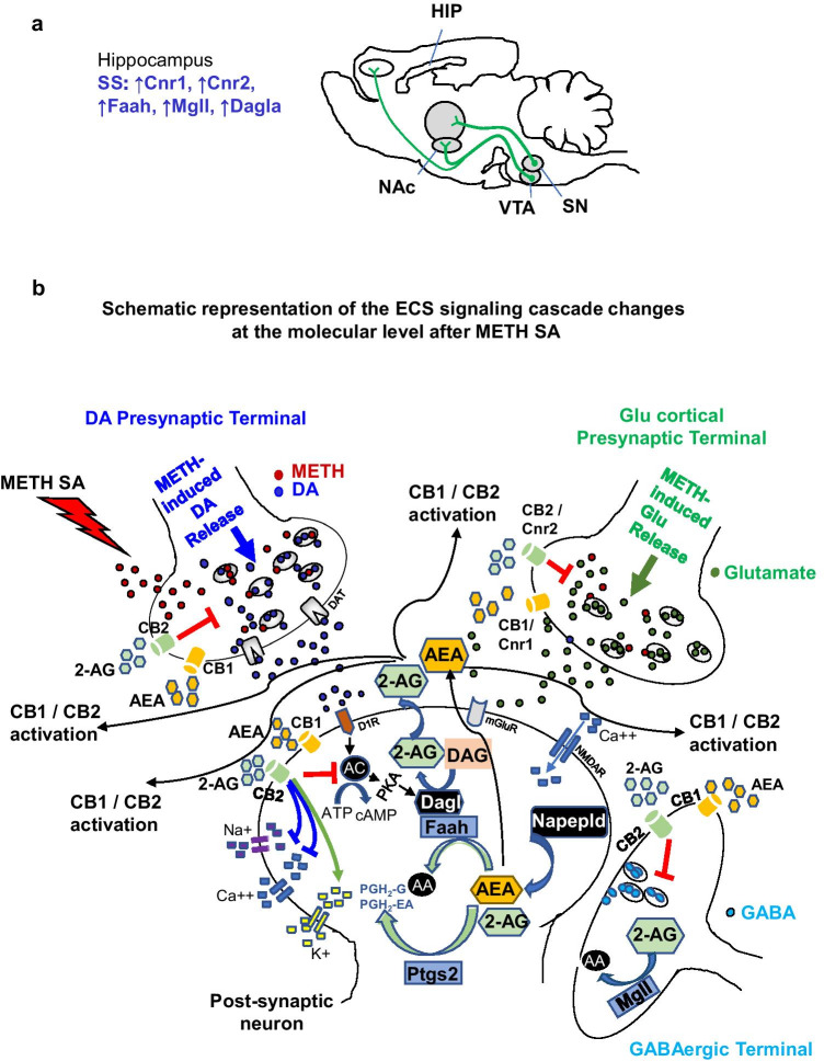 Schematic representation of a potential mechanism within the rat hippocampal ECS signaling cascade as a result of METH SA. (a) The rat brain is depicted with specific changes noted within the hippocampi of SS rats—increased levels of Cnr1, Cnr2, Faah, and Mgll. (b) The schema helps to better understand the effect of the training and shock phases. For instance, SS rats had elevated levels of Cnr1 and Cnr2 suggesting an upregulation of the receptor in order to combat the neurotoxic effects of dysregulated dopamine/glutamate release due to METH intake. As a result, 2-AG and AEA, produced by DAGL and NAPEPLD, would increase and bind to these receptors to prevent excess release of these neurotransmitters. FAAH and MGLL then work to break down the excess endocannabinoids to prevent unnecessary activation of the cannabinoid receptors. Abbreviations: AA arachidonic acid, AC adenylate cyclase, PGH prostaglandin