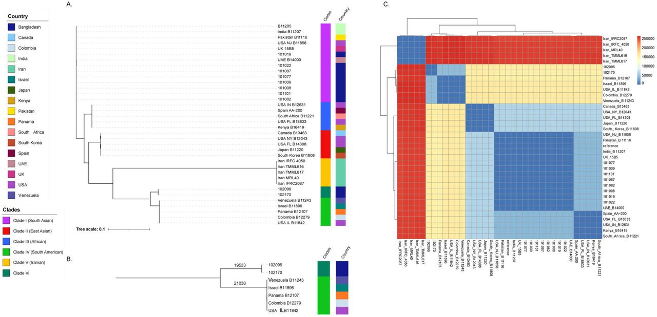 Phylogenetic tree based on SNPs of 35 C. auris isolates. (A) Representation of known five clades with novel Clade VI of C. auris. (B) Distances between Clade IV and novel Clade VI. All the BD isolates from our study are represented by dark blue color. Eight BD-ICU isolates clusters with reference isolate and 5 Clade I isolates from different countries. Two BD-NICU isolate (102096, and 102170) clusters together distinctly from other clades forming novel Clade VI. Isolate B11243 of Clade IV has the closest SNP distances from Clade VI isolates. (C) Clade-wise heatmap of SNP distances among all C. auris isolates used in this study.