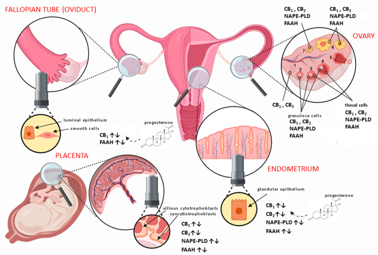 Distribution of the main endocannabinoid system (ECS) components in human female reproductive tissues. In the ovary, the different stages of follicular development from (1) primordial/primary, (2) secondary, (3) tertiary, (4) pre-ovulatory/Graafian, to (5) ovulating follicles are depicted. After ovulation is complete, the condensing granulosa and mural thecal cells form the corpus luteum (6), a structure that produces the progesterone required for continued early pregnancy. In the absence of pregnancy, the corpus luteum degenerates into the corpus albicans (7). Throughout the ovarian cycle, CB1 (type 1 cannabinoid receptor) and CB2 (type 2 cannabinoid receptor), fatty acid amide hydrolase (FAAH), and N-acylphosphatidylethanolamine-specific phospholipase D (NAPE-PLD) are produced in the various cells of the developing follicle and corpus luteum, including the oocyte [45]. Similarly, CB1, CB2, FAAH, and NAPE-PLD are expressed in the Fallopian tube [49] and endometrium [47] throughout the menstrual cycle, where they are regulated by the actions of estradiol and progesterone. The cytotrophoblast and syncytiotrophoblast cells of the early placenta also express CB1, CB2, FAAH, and NAPE-PLD [48], where modulation of protein expression occurs when production of progesterone changes from the corpus luteum to the placenta.