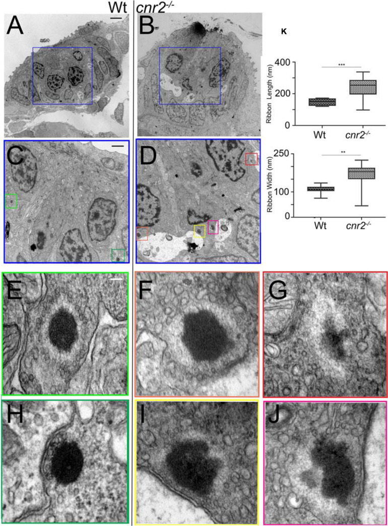 Transmission Electron microscopy (TEM) images in NMs of 5dpf wildtype and cnr2upr1/upr1mutant larvae. (A,B) Lower magnification showing the entire section through a wildtype (left) and a cnr2upr1/upr1 NM (right) with central ciliated HCs surrounded by support cells and mantle cells. HCs afferent innervation is visible in both sections (light stained structures, red*). (C,D) Higher magnifications of the corresponding areas (blue squares) in successive sections of the wildtype and the cnr2 NMs respectively, focusing on the synaptic regions displaying ribbon synapses. (E–H) Higher magnifications of each corresponding area (green squares) highlighting two wildtype ribbon synapses with tethered vesicles at equidistance that appear highly organized and evenly shaped (white arrowheads). Docked vesicles (white arrows) are also visible (in panel H) in close vicinity to the PSD (blue arrow). (F,G,I,J) Higher magnifications of each corresponding area (orange, red, yellow, and burgundy squares) highlighting 4 different aberrant ribbon synapses in a cnr2upr1/upr1 NM. The ribbons appear bigger and misshapen. The surrounding vesicles are at various distances from the central body, and of different size and shape (magenta arrowheads). Some docked vesicles (magenta arrows in panels F,I,J) are visible and so is the PSD (blue arrows in panels (F,I,J). (K) Quantification of the ribbons’ length (top graph) and width (lower graph). Whisker boxes show all values with minimum and maximum. Significance is represented as * (**p < 0.001 and ***p < 0.003). Scale bars: in panels (A,B) = 5 microns; (C,D) = 1 micron; (E–J) = 50nm.