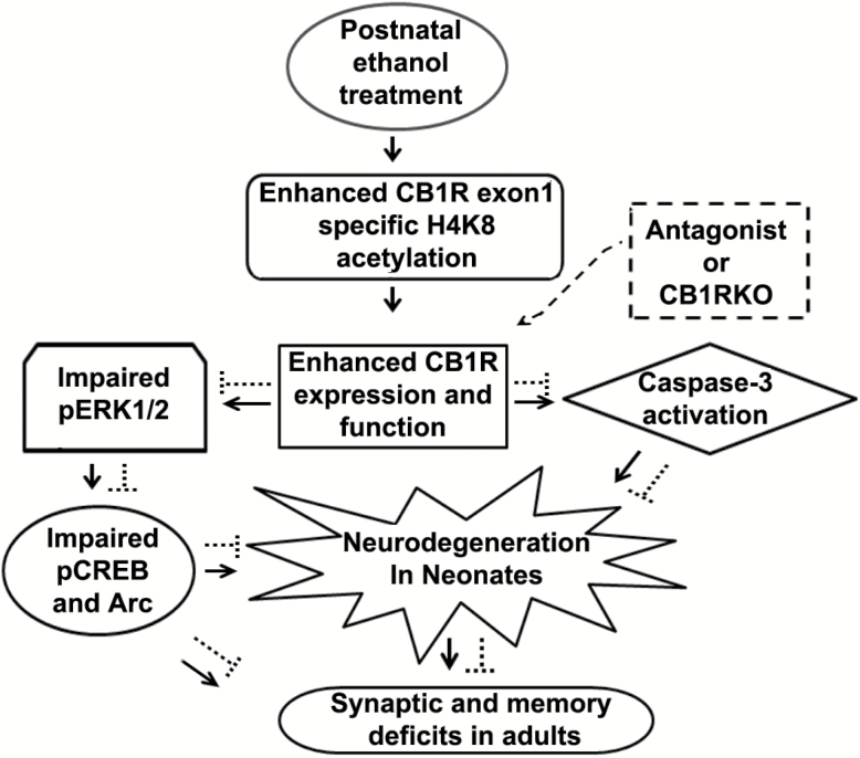 A schematic diagram of the proposed mechanism of action by which epigenetically enhanced CB1R function in neonatal mice regulates ethanol-induced neurodegeneration, leading to neurobehavioral abnormalities in adult mice. P7 ethanol enhances specific H4K8ace of CB1Rs promoter to enhance CB1R expression and function, which causes caspase-3 activation as well as pERK1/2 (Subbanna et al., 2013a), pCREB and Arc deficits and leads to neonatal neurodegeneration (—>). These mechanisms during postnatal development may disrupt the refinement of neuronal circuits (Wilson et al., 2011; Sadrian et al., 2012) and lead to long-lasting deficits in synaptic plasticity (Subbanna et al., 2013a), learning, and memory, including social recognition memory in adult animals. The inhibition of CB1Rs (-----) rescue pERK1/2, pCREB, and Arc deficits as well as neonatal neurodegeneration (caspase-3 cleavage), which results in normal neurobehavioral function in adult mice. The genetic ablation of CB1Rs (-----) provides protection against ethanol-induced pCREB, Arc deficits, neonatal neurodegeneration, synaptic (Subbanna et al., 2013a), learning, and memory, including social recognition memory deficits in adult mice. Hence, the putative CB1R/pERK1/2/pCREB/Arc signaling mechanism may have a potential regulatory role in neuronal function during brain development and may be a valuable therapeutic target for FASD.