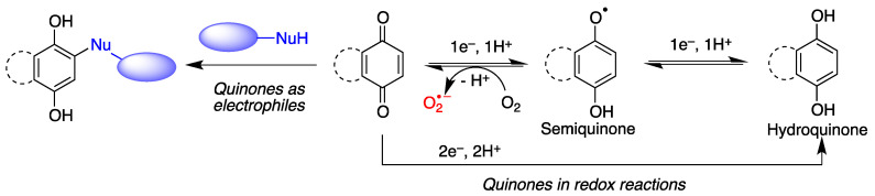 General features of quinone chemistry of relevance to neuroprotection. Quinones may act as electrophiles, thereby alkylating proteins or nucleic acids. Additionally, they can accept one electron to give semiquinones, which can in turn be reduced to hydroquinones by one-electron transfer and protonation. Semiquinone formation can be reverted by molecular oxygen, leading to the generation of superoxide anion-radicals.