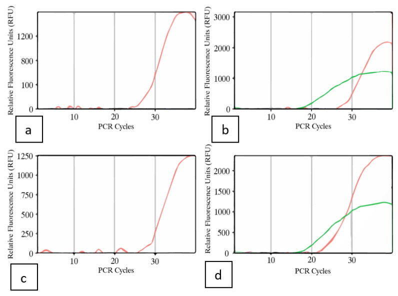 RT-qPCR results showing the relative fluorescence units as a function of PCR cycles (CT) in the inflorescence samples of two cannabis genotypes with and without visible symptoms. (a) Asymptomatic PD; (b) Symptomatic PD; (c) Asymptomatic Mac-1; (d) Symptomatic Mac-1. Primers used detected the presence of HLVd in both symptomatic samples (b,d) (green line) compared to the asymptomatic control. Internal control gene cycles are shown with the red lines in each graph. In asymptomatic plants, there was no viroid detected. Positive controls for HLVd were also included for each reaction but are not shown.