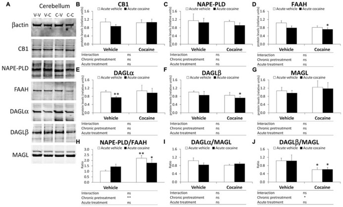 Representative immunoblots (A) and relative protein levels of components of the eCB signaling system [CB1 (B), NAPE-PLD (C), FAAH (D), DAGLα (E), DAGLβ (F), MAGL (G), NAPE-PLD (H), DAGLα/MAGL (I), and DAGLβ/MAGL (J)] in the mouse cerebellum after chronic pretreatment (vehicle and cocaine) and acute treatment (vehicle and cocaine). Histograms represent the mean ± SEM (n = 8/group). Two-way ANOVA: ns, no significance; *P < 0.05, **P < 0.01. Bonferroni: *P < 0.05, **P < 0.01 vs. vehicle–vehicle group.