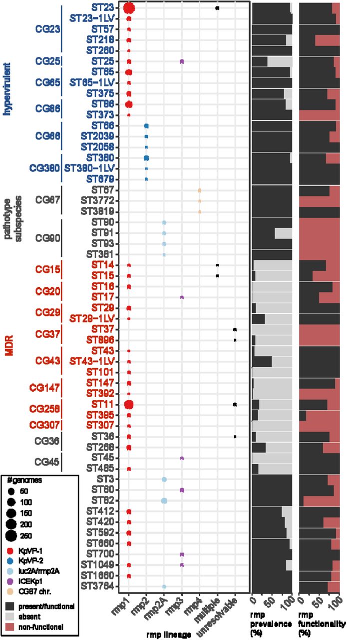Distribution of rmp and rmpA2 across K. pneumoniae sequence types with ≥5 rmp+ genomes.Rows indicated K. pneumoniae sequence types (STs; as labelled), and grouped and labelled by clonal group (CG) where applicable; those corresponding to hypervirulent, pathotype subspecies or multidrug-resistant (MDR) clones are labelled accordingly. The bubble plot shows the number of rmp+ genomes assigned to a particular rmp lineage, coloured by the type of mobile element. The first bar plot shows prevalence of rmp (i.e. black: present, grey: absent) and the second shows functional status of the locus (i.e. black: intact and functional, red: non-functional due to deletions or truncations).