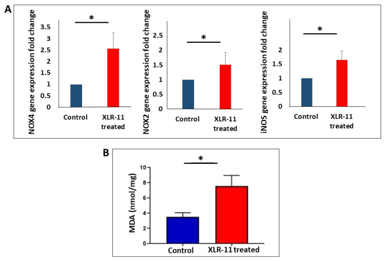 Gene expression of (A) markers of oxidative stress NOX4, NOX3, iNOS, and (B) MDA level in liver homogenate of control and XLR-11 treated mice, * p-value < 0.05.