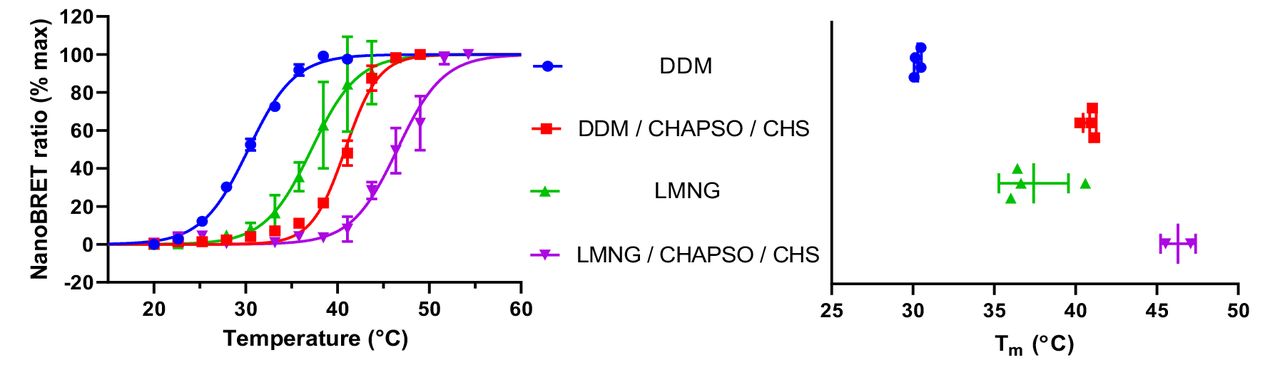 Nluc-β2AR thermostability in different detergent conditions.Data are pooled normalised values showing the mean ± standard deviation for the number of experimental replicates evident in the far-right graph (n≥2).