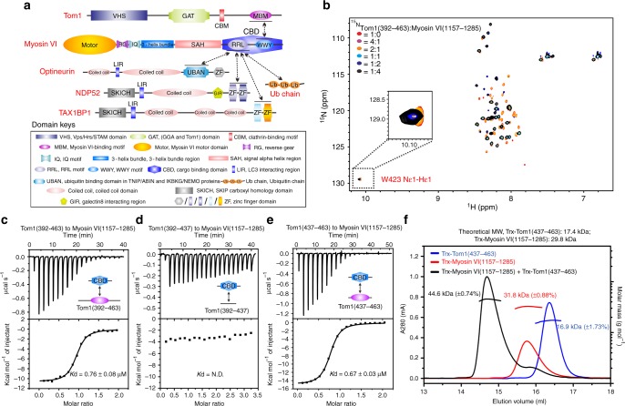 Biochemical analyses of the interaction between Myosin VI and Tom1. a A schematic diagram showing the domain arrangements of Myosin VI, Tom1, NDP52, TAX1BP1, and Optineurin. In this drawing, domains involved in the protein–protein interaction are highlighted with black lines, and the relevant interactions between two proteins are indicated by two-way arrows. b Superposition plots of the 1H-15N HSQC spectra of Tom1(392–463) titrated with the un-labeled C-terminal CBD of Myosin VI proteins at different molar ratios. For clarity, the insert shows the enlarged view of a unique peak corresponding to the side chain of Tom1 W423 residue in the overlaid 1H-15N HSQC spectra. c–e ITC-based measurements of the binding affinities of the C-terminal CBD of Myosin VI with Tom1(392–463) (c), Tom1(392–437) (d), and Tom1(437–463) (e). Kd values are the fitted dissociation constants with standard errors, when using the one-site binding model to fit the ITC data. ‘N.D.’ stands for that the Kd value is not detectable. Source data are provided as a Source Data file. f Overlay plots of the multi-angle light-scattering data of the C-terminal CBD of Myosin VI, Tom1(437–463), and the C-terminal CBD of Myosin VI in complex with Tom1(437–463). The derived molecular masses of the C-terminal CBD of Myosin VI and Tom1(437–463) are shown in red and in blue, respectively, while the derived molecular mass of the C-terminal CBD of Myosin VI and Tom1(437–463) complex is shown in black. The molecular masses errors are the fitted errors obtained from the data analysis software, and are showed in the brackets. The results clearly demonstrate that the C-terminal CBD of Myosin VI and Tom1(437–463) both form a stable monomer and may interact with each other to form a 1:1 stoichiometric complex in solution. Source data are provided as a Source Data file