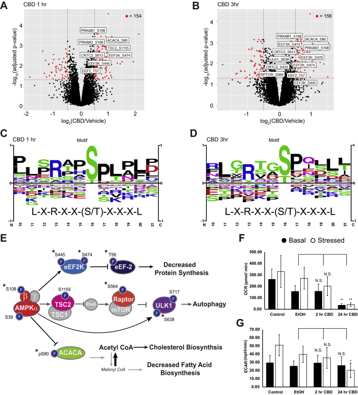 CBD increases phosphorylation of AMPK signaling proteins at early time points.A and B, volcano plots of quantified phosphorylation sites at 1 and 3 h post-treatment with 20 μM CBD, showing significance of differential change on y-axis and log2(CBD/DMSO) ratio on x-axis. Red: adjusted p < 0.05, |log2(CBD/DMSO)| >0.5. Sites on AMPK proteins involved in AMPK signaling with adjusted p value < 0.05 are annotated in white boxes. C and D, phospho-motif enrichment from phosphorylation sites identified as significantly changing in CBD-treated cells versus vehicle control at 1- and 3-h after CBD treatment. The AMPK averaged motif is displayed beneath the sequence logo (57). E, overlay of significantly changing phosphorylated sites onto an AMPK signaling diagram. Asterisks signify phosphorylation sites with a known upstream kinase. F and G, seahorse extracellular flux measurement of oxygen consumption rate (OCR) and extracellular acidification rate (ECAR). ∗p < 0.05; ∗∗p < 0.01. Stressed condition: oligomycin treatment (1 μM)/FCCP treatment (1 μM). AMPK, AMP-activated protein kinase; CBD, cannabidiol; DMSO, dimethyl sulfoxide; FCCP, carbonyl cyanide p-(trifluoromethoxy)phenylhydrazone.