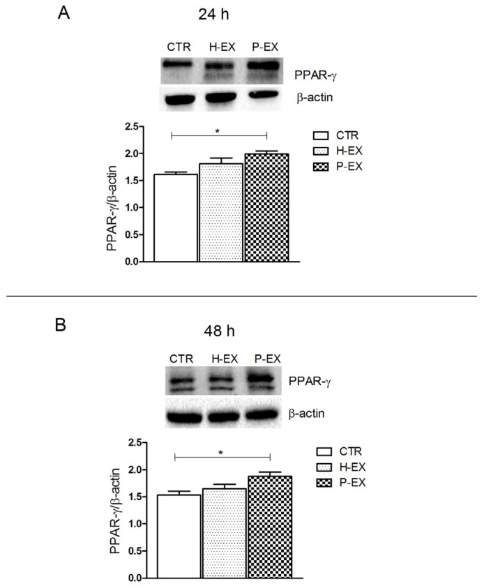Protein levels of peroxisome proliferator-activated receptor-γ (PPAR-γ) and representative blots from control HepaRG cells (CTR), HepaRG cells treated with plasma-derived exosomes from healthy patients (H-EX), and HepaRG cells treated with plasma-derived exosomes from NAFLD patients (P-EX) after 24 h (Panel A) and 48 h (Panel B). All data represent the results of three different experiments (mean ± SD). p-value was determined by one-way ANOVA and Tukey’s Multiple Comparison Test. * p < 0.05.