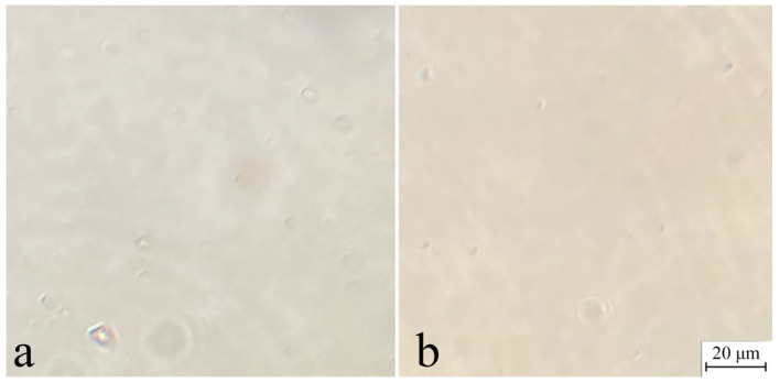 Micrographs of 18% spinning solution of miscanthus cellulose no. I (a) and no. II (b).