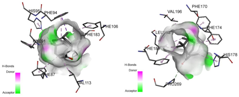 Predicted binding mode from the docking simulation of zerumbone with the active residues of CB1 (left) and CB2 (right) receptors.