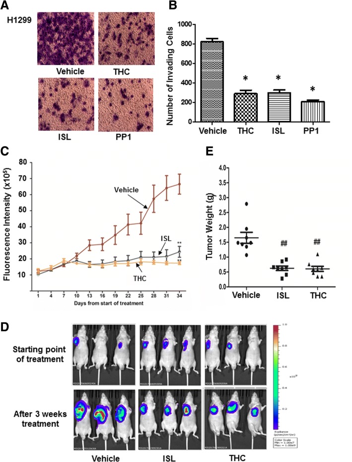 ISL and THC suppress in vitro invasion and in vivo tumor development. a H1299 cells were treated with vehicle, 10 μM THC, ISL or PP1 followed by Matrigel invasion assay. Cells on undersurface of invasion chambers were stained and images were taken under a phase contrast microscope. b Quantitation of invasive cells (on undersurface). Data are the mean ± SE. n = 3. *, p < 0.01 vs vehicle. c Luciferase-containing H1299 cells were injected into nude mice for 2 weeks followed by administration of 25 mg/Kg ISL or THC. Tumor development was monitored by measuring fluorescence intensity once every 3 days starting from 1 week after tumor cell injection. Data are the mean ± SE. n = 8. d Tumors were imaged in Xenogen system 3 weeks after treatment. e Tumors were excised at the end of treatment and weighed. ##, p < 0.05 vs vehicle