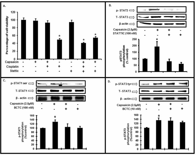 STAT3 is essential for capsaicin mediated protection and is TRPV1 independent. (A) We pretreated UB/OC-1 cells with a selective inhibitor of STAT3 (STATTIC, 100 nM) for 45 min, followed by capsaicin (2.5 µM) for 45 min and then cisplatin (20 µM) for 48 h. We assessed the percentage of cell viability by MTS assay. Treatment of STATTIC (100 nM) alone did not induce cell death whereas treatment with cisplatin induced significant cell death. Capsaicin (2.5 µM) protected against cisplatin (20 µM) induced cell death. However, pretreatment with STATTIC (100 nM) (i.e after the inhibition of STAT3), capsaicin could not protect against cisplatin-induced cell death. Asterisk (*) indicate statistically significant difference from control (p < 0.05, n = 8), (**) indicates statistically significant difference from cisplatin (p < 0.05, n = 8). (B) We pretreated UB/OC-1 cells with STATTIC (100 nM) for 45 min, followed by capsaicin (2.5 µM) for 45 min. Pretreatment of STATTIC inhibited the phosphorylation of Tyr705 p-STAT3. Asterisk (*) indicate significant difference from control (p < 0.05, n = 4). (C,D) We pretreated UB/OC-1 cells with BCTC (100 nM) for 45 min followed by capsaicin (2.5 µM) for 45 min. Western blots show that inhibition of TRPV1 reduced the Ser727 p-STAT1 (C) but not Tyr705 p-STAT3 (D). Western blotting: we loaded all samples serially as depicted on the gel. The grouping of blots, reflects the same blot re-probed with different antibodies. β-actin is used as loading control. None of the blots have lanes taken from different parts of the blot. Thick borders denote separate antibody probes for the same gel.