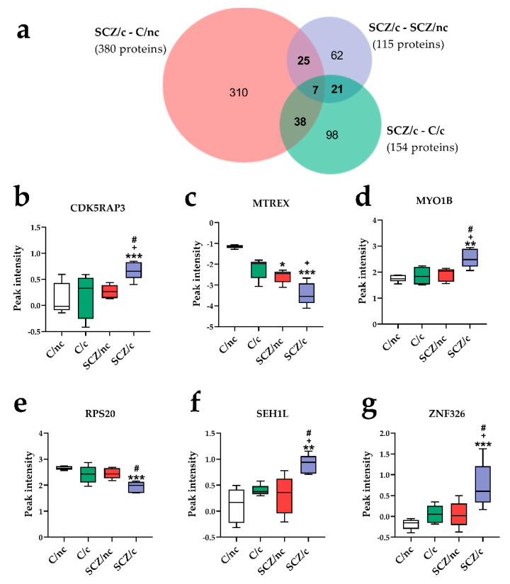 Specific proteome markers of schizophrenia patients cannabis users (SCZ/c). (a) Venn diagram comparing SCZ/c to control subjects non-cannabis users (C/nc), schizophrenia patients non-cannabis users (SCZ/nc), and control cannabis users (C/c). Graphical representation of CDK5RAP3 (b), MTREX (c), MYO1B (d), RPS20 (e), SEH1L (f), and ZNF326 (g), which were commonly deregulated in SCZ/c as compared to C/nc, C/c and SCZ/c. Data are represented as the mean ± minimum to maximum peak intensity. * p < 0.05; ** p < 0.01; *** p < 0001 versus C/nc; + p < 0.05 versus C/c; # p < 0.05; versus SCZ/nc.