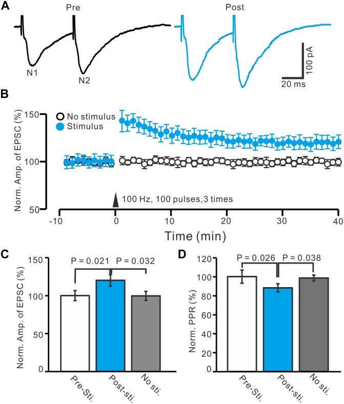 In absence of GABAA and CB1 receptors activity, HFS induced LTP of excitatory glutamatergic inputs in PVN MNCs. (A) Representative whole-cell recording traces showing paired-stimulation-evoked EPSCs in a PVN the MNC before (Pre) and after (post) delivering high frequency stimulation (HFS; 100 pulses, 3 times, 10 s interval). (B) Summary data showing the time course of the normalized amplitude of N1 under control conditions (No stimulation, open circle; n = 10 cells) and delivery of 100 Hz electrical stimulation (arrow head; filled circles; n = 16 cells). (C) Bar graph (n = 16 cells) showing normalized amplitude of N1 before (Pre sti.), after (Post sti.) delivery of HFS and control conditions (No sti.). (D) Summary of data (n = 16 cells) showing normalized paired-pulse ratio (PPR) before (Pre sti.), after (Post sti.) delivery of 100 Hz stimulation and control conditions (No sti.). Note that electrical stimulation at 100 Hz induced LTP of excitatory glutamatergic inputs accompanied with a decrease in PPR in the PVN MNCs.