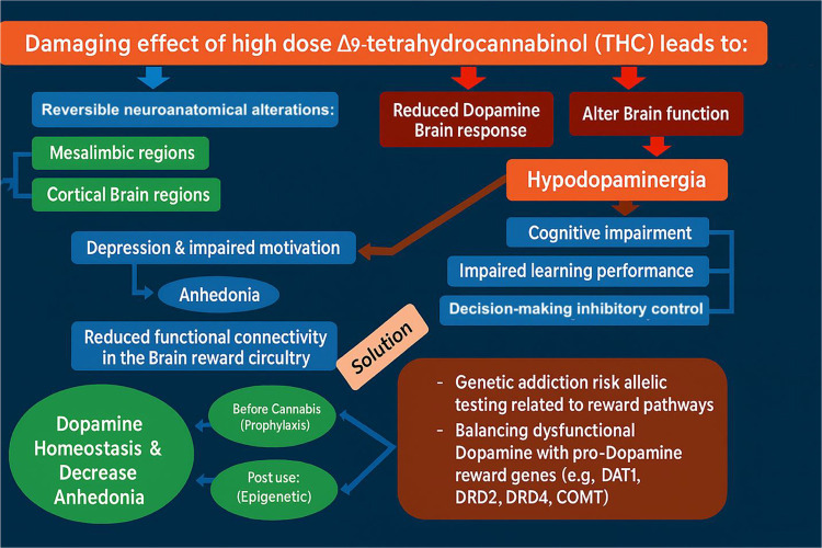 Proposed management model for high-potency cannabis use and anhedonia (adapted with permission [5]). Schematic illustrating a biphasic strategy for Reward Deficiency Syndrome (RDS) behaviors in the context of chronic exposure to high-Δ9-tetrahydrocannabinol (Δ9-THC) products (e.g., gummies, vaping), which elevate the risk of dopamine dysregulation and reward-circuit impairment. Phase 1 employs short-term dopamine blockade to dampen cue-reactivity, cravings, and compulsive use. Phase 2 transitions to sustained dopaminergic upregulation—aimed at restoring reward-circuit tone and reducing anhedonia—via pro-dopaminergic, behavioral, and rehabilitative interventions. The model emphasizes timing, sequencing, and individualized risk assessment to rebalance mesolimbic function after high-potency cannabis exposure. Abbreviations: Δ9-THC, Δ9-tetrahydrocannabinol; RDS, Reward Deficiency Syndrome.