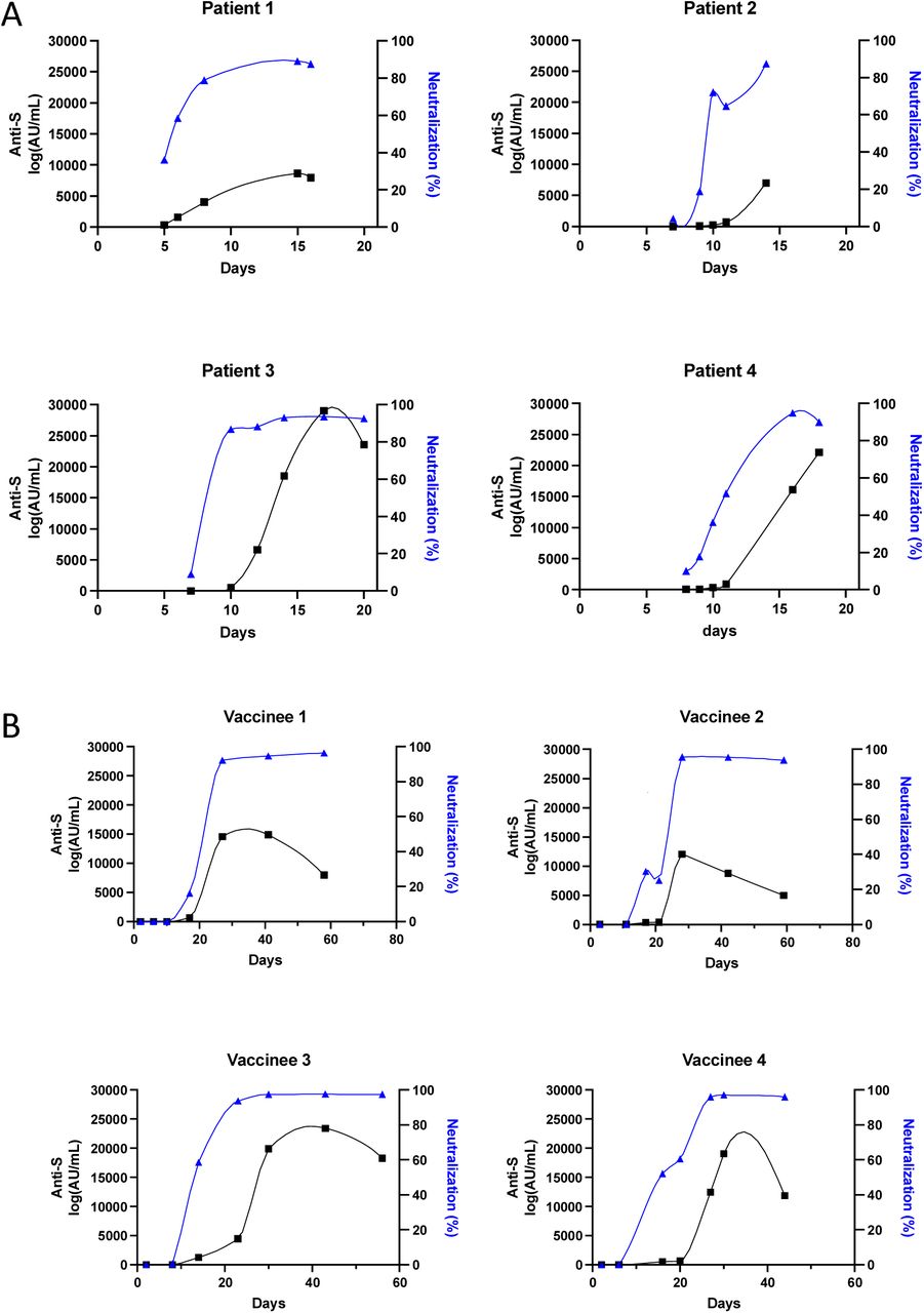 Serial measurements of anti-S IgG levels and surrogate neutralization results in four patients with acute SARS-CoV-2 infection (A) and four patients who received the mRNA-1273 or BNT162b2 SARS-CoV-2 vaccine (B). Increasing anti-S levels and neutralization were observed in all patients as time from exposure increased. At later time points, vaccinated patients had lower anti-S levels with sustained neutralization activity. Curves plotted in Prism 9 using akima spline.