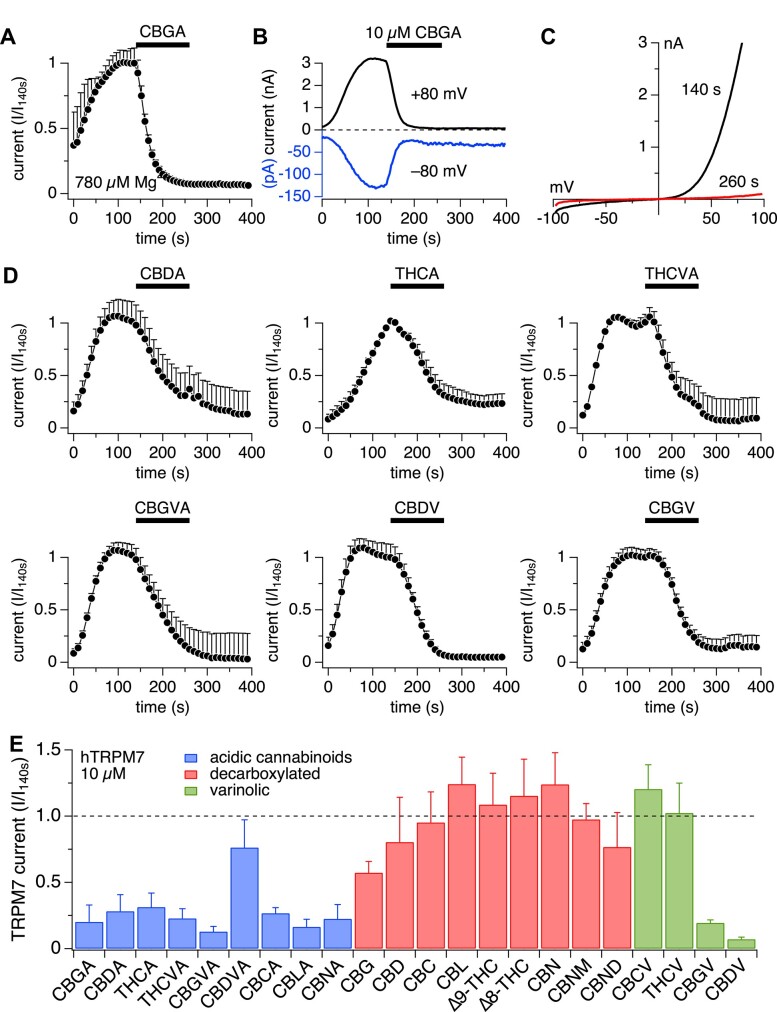 Cannabinoids are potent inhibitors of TRPM7 currents. The inhibitory effect of cannabinoids on TRPM7 current was assessed in whole-cell patch-clamp recordings on hTRPM7 overexpressed in HEK293 cells. In all experiments, the intracellular solution contained free Mg2+ at 780 µm with no added Mg·ATP. Cannabinoids were applied extracellularly at 10 µm from 140 to 260 s (black bars). Average TRPM7-mediated outward currents at +80 mV were extracted from ramp currents evoked by voltage ramps (−100 to +100 mV) delivered at 0.5 Hz and plotted as a function of time. The data points were normalized to the time point of cannabinoid application (140 s). (A) Inhibition of TRPM7 outward currents by cannabigerolic acid (CBGA) at +80 mV. (B) Outward and inward currents (at +80 and −80 mV; note the different y-axes scales) taken from a typical cell taken from (A), illustrating that CBGA inhibited both inward and outward currents. (C) High-resolution currents as a function voltage evoked by voltage ramps of −100 to +100 mV from the same cell as in (B) before (140 s) and after application of CBGA (260 s). (D) Average TRPM7 outward currents at +80 mV (n = 3-4) exposed to various cannabinoids (only cannabinoids with strong inhibition illustrated). (E) Bar graph comparing the remaining TRPM7 currents at the end of each cannabinoid application (260 s).
