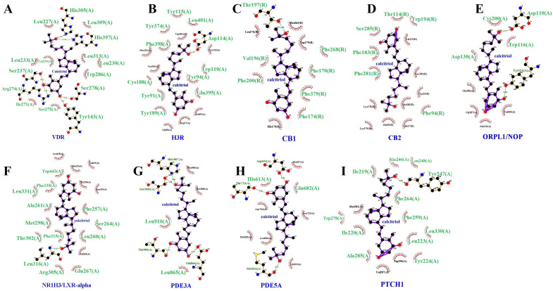 The Ligplot + diagrams of the molecular docking results between the calcitriol and protein targets. Representative pose of calcitriol complexed with protein targets in which hydrogen bonds are represented as green dotted lines and hydrophobic interactions in red spoked arcs. Two-dimensional representation of protein–calcitriol interactions for the VDR (A), H3R (B), CB1 (C), CB2 (D), OPRL1/NOP (E), NR1H3/LXR-α (F), PDE3A (G), PDE5A (H), and PTCH1 (I). The amino acid residues highlighted (larger size and green color) are those shared between calcitriol and the respective positive controls.