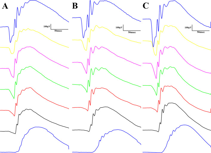 Dark-adapted electroretinographical waveforms elicited by flash light series (from the bottom to the top: 10, 100, 300, 1000, 3000, 10000, 25000 mcd·s/m2). A Lean group; B ZDF group; C ZDF + CBD group