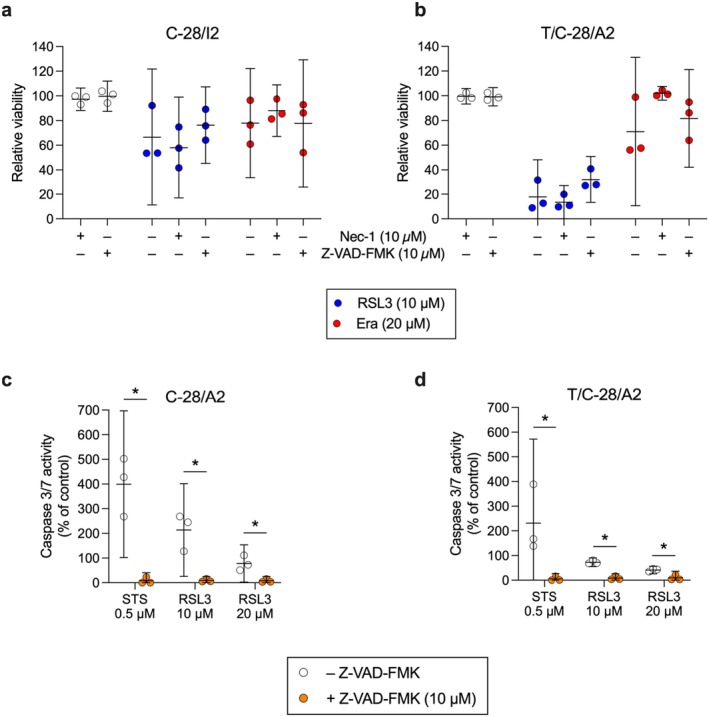 Ferroptotic cell death is accompanied by minor apoptotic and necroptotic effects. (a, b) Cell viability of C‐28/I2 and T/C‐28/A2 cells treated for 24 h with the necroptosis inhibitor necrostatin‐1 (Nec‐1; 10 μM) or the apoptosis inhibitor Z‐VAD‐FMK (10 μM) alone (empty symbols), or in combination with RSL3 (10 μM; blue symbols) or erastin (Era; 20 μM; red symbols). Results of individual resazurin measurements (n = 3) in % of untreated controls and means (95% CI). (c, d) Caspase 3/7 activity in C‐28/I2 and T/C‐28/A2 treated with staurosporine (STS; 0.5 μM; positive control) or RSL3 (10 and 20 μM) in the absence (empty symbols) and presence (orange symbols) of Z‐VAD‐FMK (10 μM). Results of individual Caspase‐Glo 3/7 assays (Promega) in % of untreated controls (n = 3–4) and means (95% CI). Paired t‐tests. *p < 0.05.
