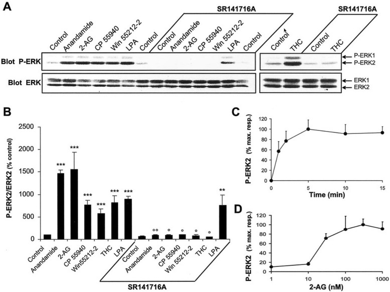 Cannabinoid agonists stimulate ERK phosphorylation in rat hippocampal slices. a Rat hippocampal slices were incubated at 35 °C, as described in Materials and Methods, for 50 min before the addition of vehicle (Control), 1 μM anandamide, 1 μM 2-AG, 1 μM CP 55940, 100 μM WIN 55212–2, 0.2 μM LPA, or 0.1 μM Δ9-THC for 5 min, in the absence or in the presence of 100 μM SR 141716A applied 30 min before. Slices were homogenized in SDS; 60 μg of protein per sample were subjected to immunoblot analysis using antibodies specific for the dually phosphorylated (active) forms of ERK1 and ERK2 (Blot P-ERK). After stripping, the membranes were reprobed with anti-ERK (Blot ERK) antibodies. b For quantification the optical densities of P-ERK2-immunoreactive bands were measured, normalized to the optical densities of total ERK2 in the same samples, and expressed as percentages of controls. Data correspond to means ± SEM. Statistical analysis was done with ANOVA (F (13,24) = 22.8; p < 0.0001) followed by t test (treated vs control: ***p < 0.001, **p < 0.01; treated in the presence of SR141716A vs in its absence: °° p < 0.01, ° p < 0.05). c, d Quantification of the effects of 2-AG on ERK2 active form: time course (drug concentration 1 μM) (c); concentration–response curve (treatment for 5 min) (d). Immunoreactivity was quantified by scanning densitometry using NIH image 1.62 software. Values are means ± SEM of four to eight independent experiments and are expressed as percentages of the maximal increase above unstimulated control values [49]. With open permission from the Journal of Neuroscience