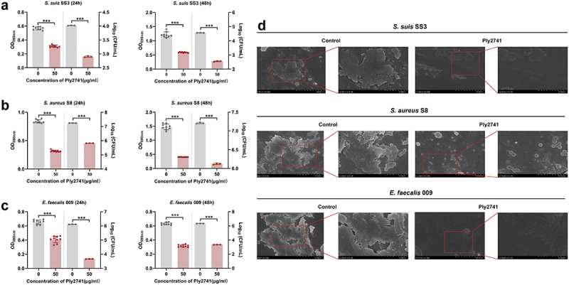 Effect of Ply2741 on bacterial biofilms. (a, b, c) Absorbance at OD590 nm and viable cells numbers of 24 h and 48 h-biofilms of S. suis SS3 (a), MRSA S8 (b), and E. faecalis 009 (c) after treatment with Ply2741 at 50 μg/ml for 1 h, with SEC buffer as control. All experiments are expressed as the mean ± SD of three independent replicates. Statistical analysis was performed using Student’s t-test, with different asterisks representing levels of significance. *, p < 0.05, **, p < 0.01, and ***, p < 0.001. (d) SEM images of 48 h-biofilms of different bacteria after treatment with Ply2741 (at a 25 μg/ml final concentration), magnified at × 5000 (left image) and x10000 (right image).