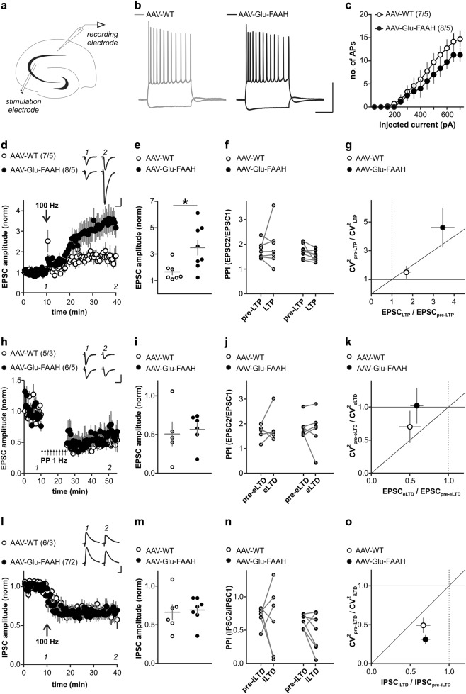 Long-term plasticity at hippocampal CA3-CA1 synapses. a Schematic drawing illustrates placement of stimulation and recording electrodes in the hippocampal slice. b Discharge pattern of CA1 neurons upon depolarizing (500 pA) and hyperpolarizing (−250 pA) current pulses. Scale bars: 50 mV, 200 ms. c Number of generated action potentials (APs) plotted against positive current injection (in pA) in CA1 pyramidal cells of AAV-WT and AAV-Glu-FAAH mice. d, e LTP in CA1 following high-frequency stimulation (HFS, 100 Hz) is significantly enhanced in AAV-Glu-FAAH mice compared to AAV-WT mice (unpaired t test, *p < 0.05). d Inset shows sample EPSC traces at indicated time points before and after HFS, scale bars: 100 pA, 25 ms. f PPI does not change after induction of LTP. g Analysis of the coefficient of variation (CV2) plotted against mean EPSC ratios indicates a presynaptic mechanism involved in LTP in AAV-Glu-FAAH mice and a postsynaptic one in AAV-WT mice. h, i Excitatory LTD (eLTD) at CA3-CA1 synapses following low-frequency stimulation (LFS, 900 paired pulses, 1 Hz) is unchanged in AAV-Glu-FAAH mice compared to AAV-WT mice. h Inset shows sample EPSC traces at indicated time points before and after LFS, scale bars: 100 pA, 25 ms. j PPI does not change after induction of eLTD. k Analysis of CV2 plotted against mean EPSC ratios point to a postynaptic mechanism involved in eLTD in both genotypes. l, m. Both AAV-WT and AAV-Glu-FAAH mice showed intact inhibitory LTD (iLTD) at CA3-CA1 synapses. In (l), inset shows sample IPSC traces at indicated time points before and after HFS, scale bars: 200 pA, 25 ms. n PPI does not change after induction of iLTD. o Analysis of CV2 plotted against mean IPSC ratios indicates a presynaptic mechanism involved in iLTD in mice of both genotypes. In e, i, m, scatter plots and corresponding mean ± SEM represent amplitudes recorded after plasticity induction (LTP and iLTD: min 36–40; eLTD: min 46–50). In c, d, h, l, numbers indicate the number of recorded cells/animals.