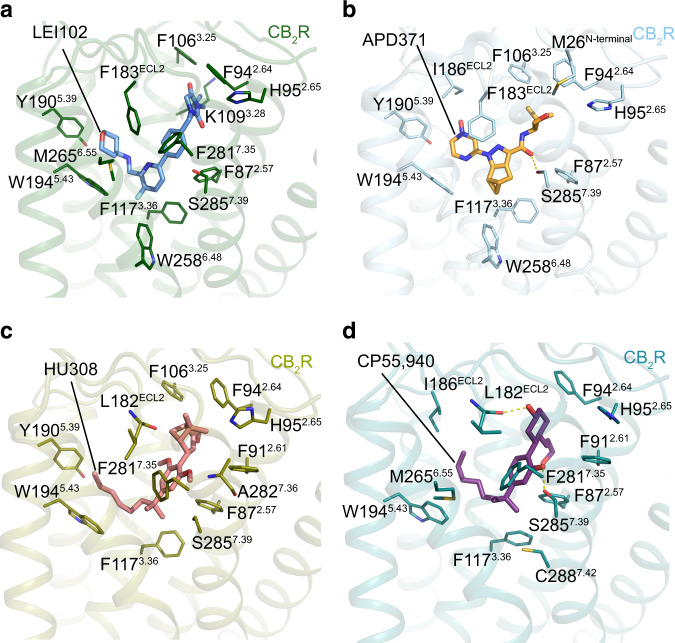 Key interactions between CB2R and agonists.Key residues involved in a LEI-102, b APD371, c HU308, and d CP55,940 binding in CB2R-Gi complex structures. The amino acids involved in interactions are shown as sticks, hydrogen bonds are highlighted with yellow dashed lines. Same color codes as in Fig. 2.