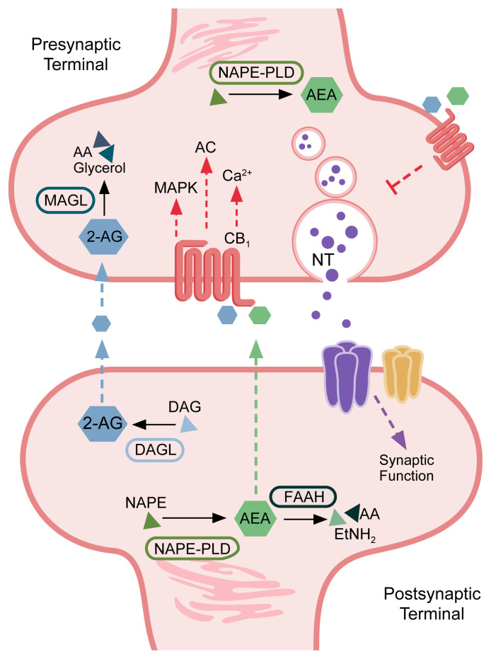 Summary schematic of endocannabinoid signaling in the synapseA simplified description of the subcellular distribution of components of the endocannabinoid pathway is shown. Components include the major enzymes involved in regulating endocannabinoid levels (fatty acid amide hydrolase [FAAH], N-acyl phosphatidylethanolamine [NAPE], NAPE-specific phospholipase D [NAPE-PLD], monoacylglycerol lipase [MAGL], and diacylglycerol lipase-alpha [DAGL-alpha]); major endocannabinoids (anandamide [AEA], 2-arachidonylglycerol [2-AG]); lipid precursors and metabolites (arachidonic acid [AA], 2-acylglycerol [AG], diacylglycerol [DAG], and ethanolamine [EtNH2]); cannabinoid receptor 1 (CB1); neurotransmitter (NT); and major signaling cascade mediators downstream of CB1 activity (mitogen-activated protein kinases [MAPK], adenylate cyclase [AC], and calcium [Ca2+] signaling). Endocannabinoids signal in a retrograde manner to activate presynaptic CB1, which mediates signaling mechanisms that influence synaptic transmission and neurotransmitter release.