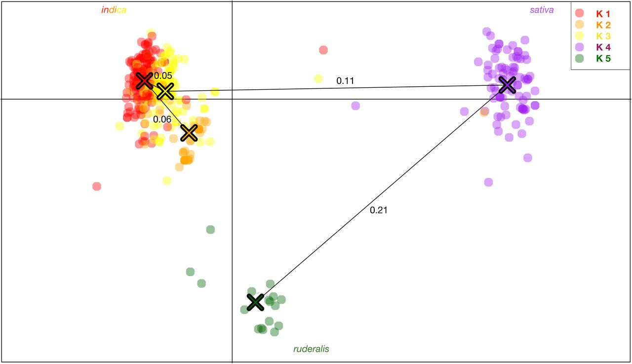 DAPC scatterplot.Showing the relative location of each individual sample in two dimensional space, overlaid by a minimum spanning tree calculated from the squared distance between individual to represent the phylogenetic relationship between inferred clusters. K5, hemp or “ruderalis” appears ancestral and the most differentiated group, followed by K4, terpinolene dominant resin accessions. The genetic distance between groups (Fst) is indicated on the respective branches of the minimum spanning tree.