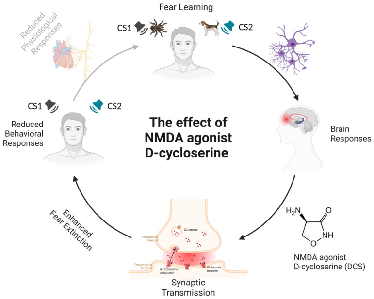 Schematic representation of the amelioration of N-methyl-D-aspartate (NMDA) receptor activity-related effects by the administration of agonist D-cycloserine (DCS) during fear extinction. During a fear-learning paradigm, a previously neutral stimulus (the conditioned stimulus) acquires emotional significance through pairing with an aversive stimulus. The aversive stimulus elicits a range of automatic, unconditioned fear responses, such as freezing and increased heart rate or blood pressure. After a few pairings, the presentation of the conditioned stimulus alone is capable of eliciting a conditioned fear response. The neural networks underlying fear learning mainly include the amygdala, prefrontal cortex, and hippocampus. Connections between these cortical and subcortical brain regions regulate the acquisition and extinction of fear. The activation of NMDA receptors—ionotropic channels that allow calcium ions into the cell—is necessary for long-term potentiation processes underlying fear learning. DCS, an NMDA partial antagonist, binds to one of the subunits of the NMDA receptor complex and changes its shape. The result is that glutamate opens up the channel and lets more calcium in, leading to boosted excitation by raising the glutamate levels in the interneurons. The specific effects of DCS in humans include enhanced fear extinction memory retention, expressed as attenuated conditioned responses during extinction recall on subjective (i.e., valence and arousal ratings) and physiological (SCR, BOLD response) levels. Notes. CS1 = Conditioned Stimulus 1; CS2 = Conditioned Stimulus 2; DCS = D-cycloserine; NMDA = N-methyl-D-aspartate.