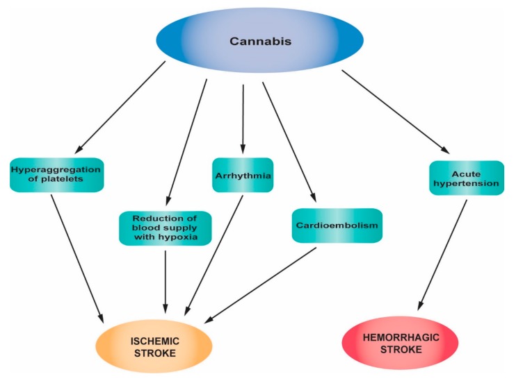 Main pathophysiological mechanisms of stroke associated with cannabis abuse.