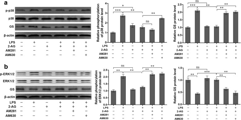 Effects of inhibitors of CB1R and CB2R antagonists on phosphorylation of p38 (a), ERK1/2 (b), and GS expression (a, b) in astrocytes induced by LPS. Astrocytes were pretreated with 1 μM AM281 or AM630 for 1 h before cells were treated with 2-AG and LPS. The protein level of p-p38 (a), p-ERK1/2 (b), and GS were measured by western blotting. Error bars were ± SD. n = 3. *p < 0.05, **p < 0.01, and ***p < 0.001