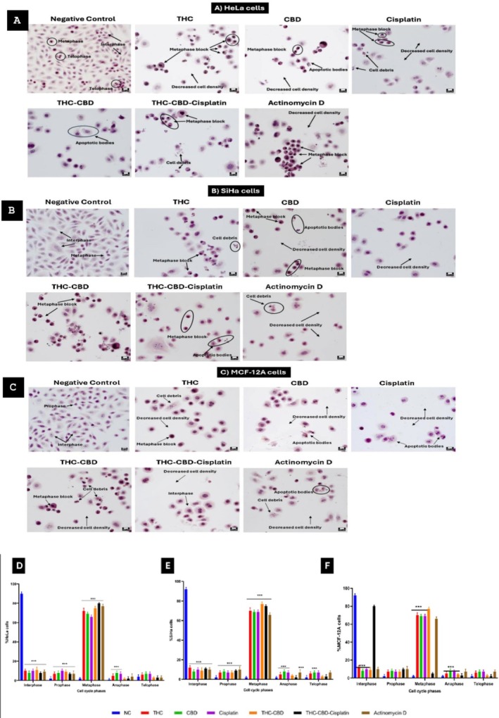 Hematoxylin and Eosin staining images of (A) HeLa, (B) SiHa, and (C) MCF‐12A cells after 72 h of treatment. Bar graphs (D–F) represent quantification of cell cycle phases in HeLa, SiHa and MCF‐12A cells, respectively. Standard deviation represented by T‐bars; ***p < 0.001 indicates statistical difference between compounds and negative control (NC).