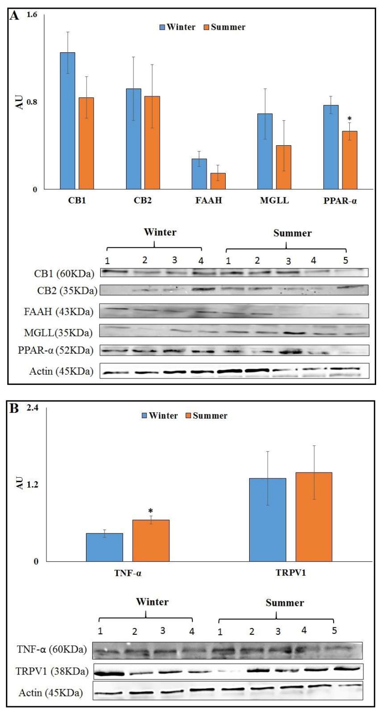 Protein abundance of endocannabinoid system (ECS) components in AT at 7 d PP from cows calving in winter (n = 9) or summer (n = 9). (A) Presented are the average abundances of CB1, CB2, FAAH, MGLL and PPAR-α, and representative immunoblots of 5 S and 4 W AT. (B) Presented are the average abundances of TNF-α and TRPV1, and representative immunoblots of 5 S and 4 W AT. * Significant with p ≤ 0.05.