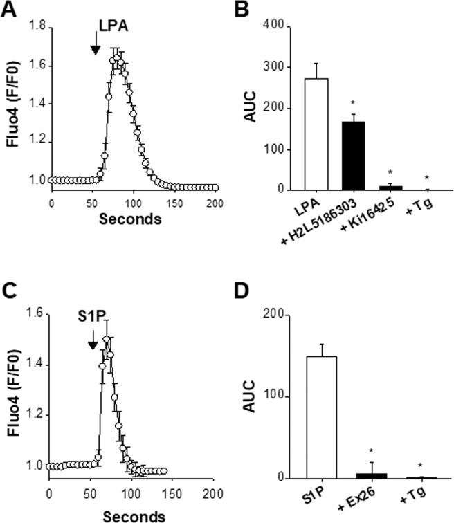 Presence of functional LPA- and S1P-sensitive receptors. The presence of functional LPA and S1P receptors was verified with the fluorescent Ca2+ probe Fluo-4. In these experiments, cells were maintained in a nominally Ca2+ free saline. Panels A and C show somatic Fluo-4 signals (F/F0) as a function of time in response to 10 µM LPA (n = 10) (panel A) and 10 µM S1P (n = 9) (panel C). Panel B shows the LPA-induced Ca2+ rises measured as area under the curve (AUC) in the absence (white bar, n = 10) or presence of H2L5186303 (10 µM, n = 5), Ki16425 (10 µM, n = 7), or after the application of thapsigargin (Tg, 200 nM, n = 5). *p < 0.05 vs LPA, one-way ANOVA followed by a Bonferroni’s post hoc test. Panel D shows the Fluo-4 responses (measured as area under the curve, AUC) induced by S1P alone (10 µM, n = 9), S1P + Ex26 (1 µM, n = 7), and S1P applied after thapsigargin (Tg, 200 nM, n = 5), with *p < 0.05 vs S1P, one-way ANOVA followed by a Bonferroni’s post hoc test. Antagonists of LPA and S1P receptors were added 4–7 min before time 0 and remained present throughout the recordings. LPA and S1P can stimulate store-released Ca2+. Pre-depleting the ER Ca2+ with Tg prevents any response to LPA or S1P.