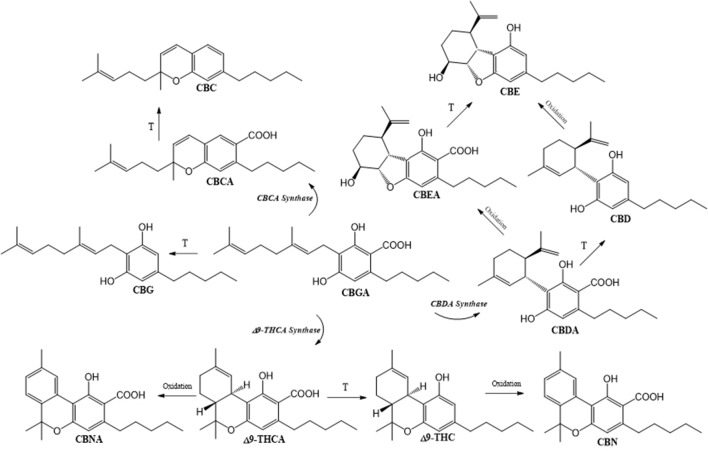 Biosynthesis of main phytocannabinoids. Cannabigerolic acid (CBGA), synthetized from geranyl diphosphate and olivetolic acid, is the central precursor of tetrahydrocannabinolic acid (Δ9-THCA), cannabidiolilc acid (CBDA), and cannabichromenic acid (CBCA), which contain an n-pentyl side chain. Decarboxylation of acidic precursors gives respectively Δ9-tetrahydrocannabinol (Δ9-THC), cannabidiol (CBD), and cannabichromene (CBC). Cannabinol (CBN) and cannabinolic acid (CBNA) are formed by non-enzymatic oxidation of THC(A), while cannabielsoin (CBE) and cannabielsoinic acid (CBEA) are produced by intramolecular CBD(A) modifications.